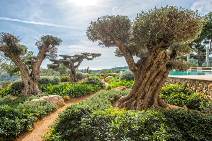 Garten Mallorca
