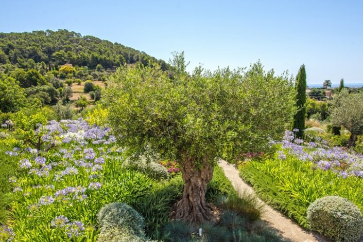 Garten Mallorca