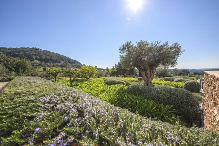 Garten Mallorca