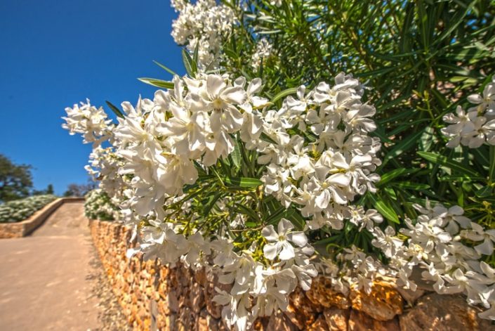 Garten Mallorca