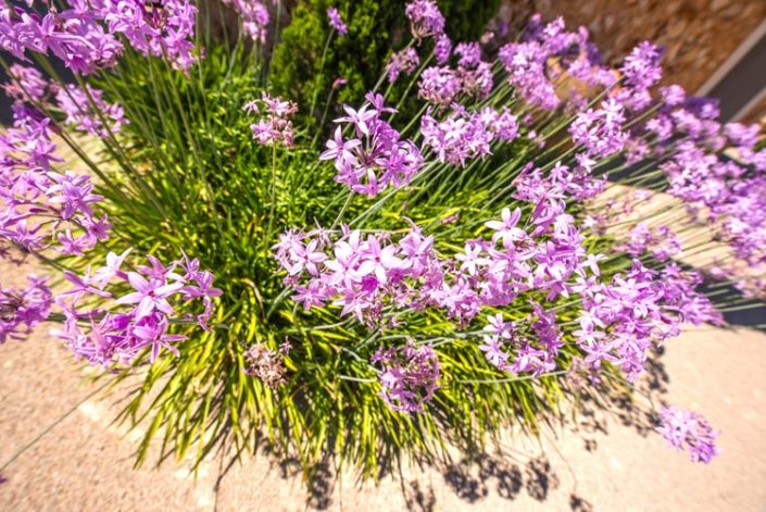 Garten Mallorca