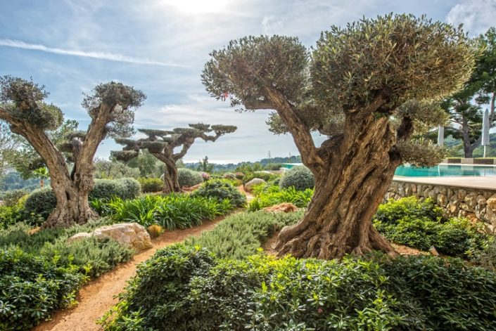 Garten Mallorca