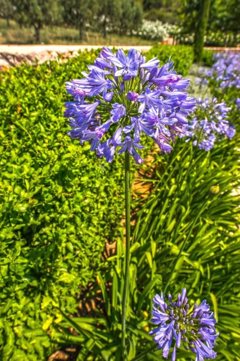 Garten Mallorca