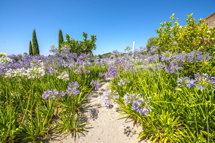 Garten Mallorca