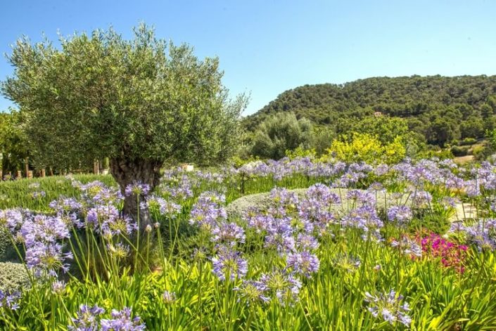 Garten Mallorca